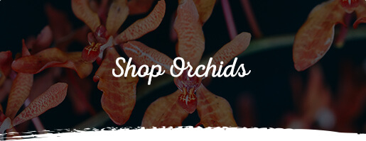 Shop Orchids