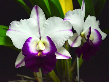 Cattleya