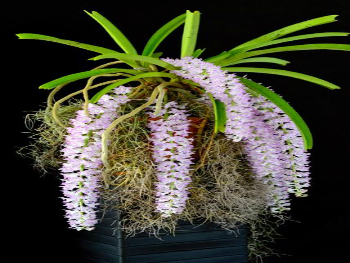 Rhynchostylis