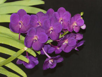 Vanda