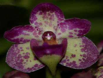 Vanda Intergenerics