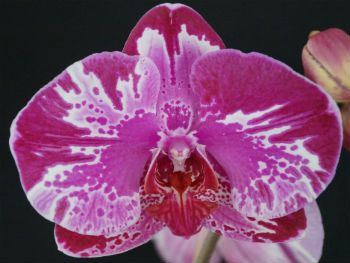 Phalaenopsis