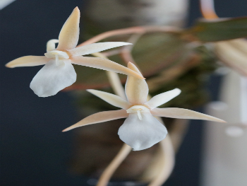 Angraecum and Aerangis
