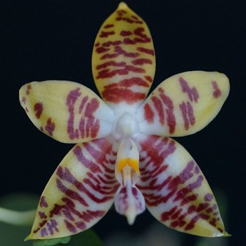 Phal. amboinensis