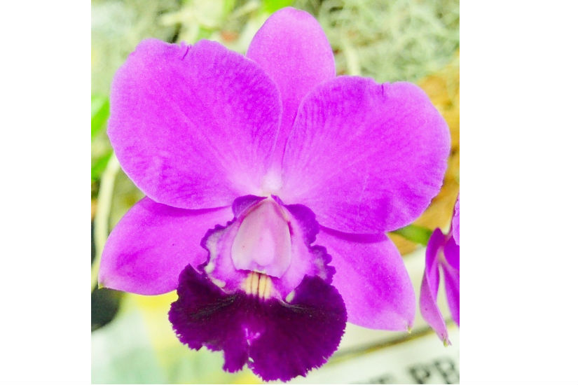 C. Aloha Case 'Ching Hua'