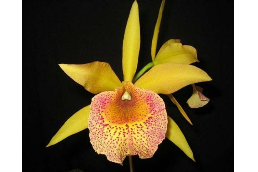 Bc. Keowee 'Vi Galaxy'