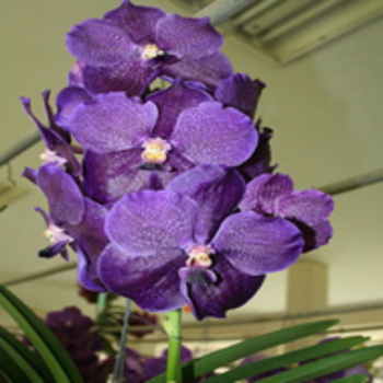 V. Pures Wax 'Blue'