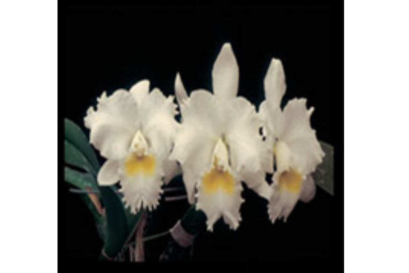 Rlc. Bernadine Kennedy 'White Empress'