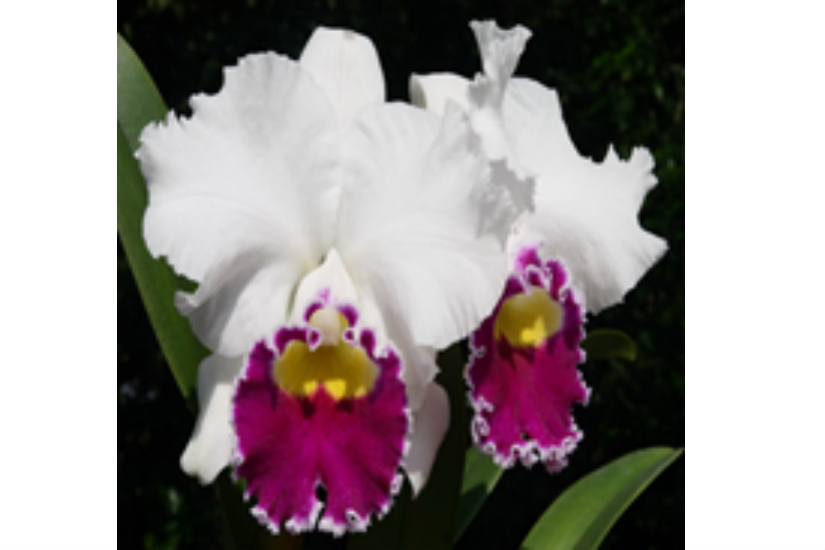 C. Melody Fair 'Mishima'