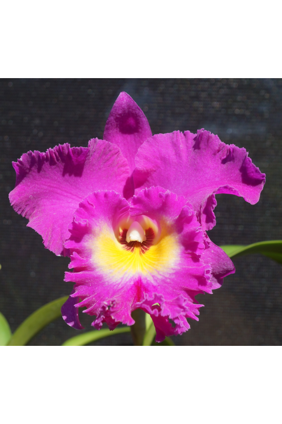 Rlc. Nan Chang Silk 'Olympic Torch'