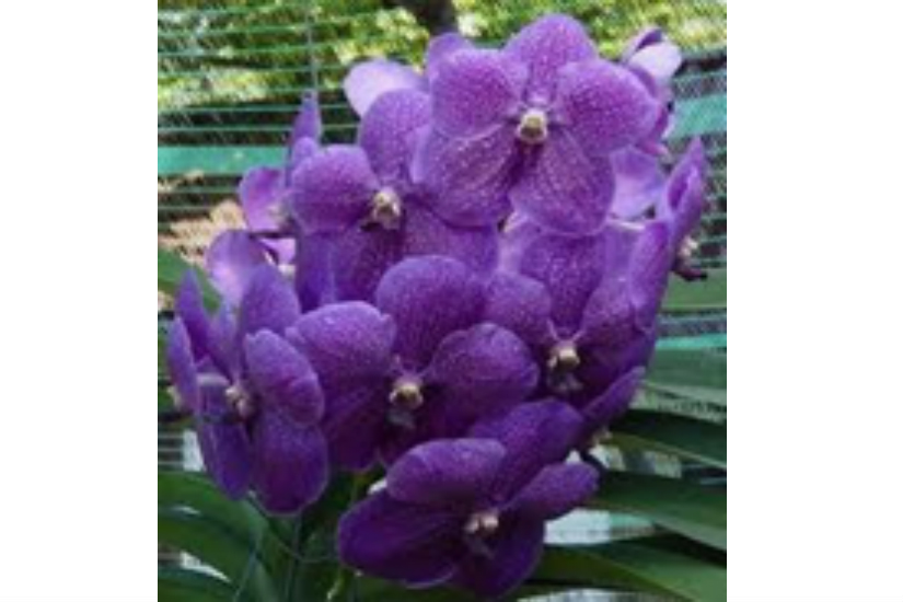 V. Robert's Delight 'Blue'