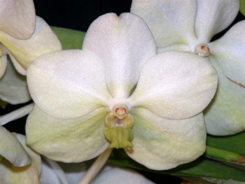 V. Princess Mikasa 'Alba'