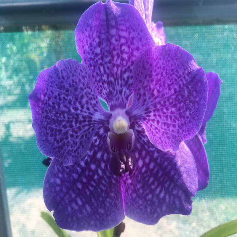 V. Pakchong Blue 'Sapphire'