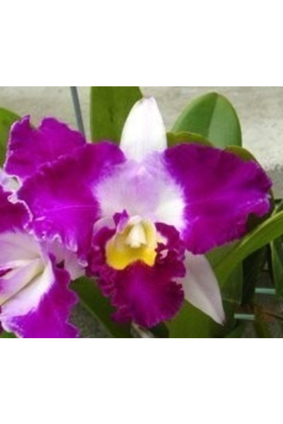 C. Chan Hsiu Jewel 'San-Mei'