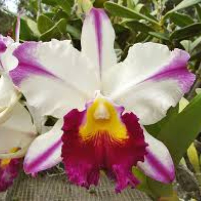 Rlc. Ann Cleo 'Laina'