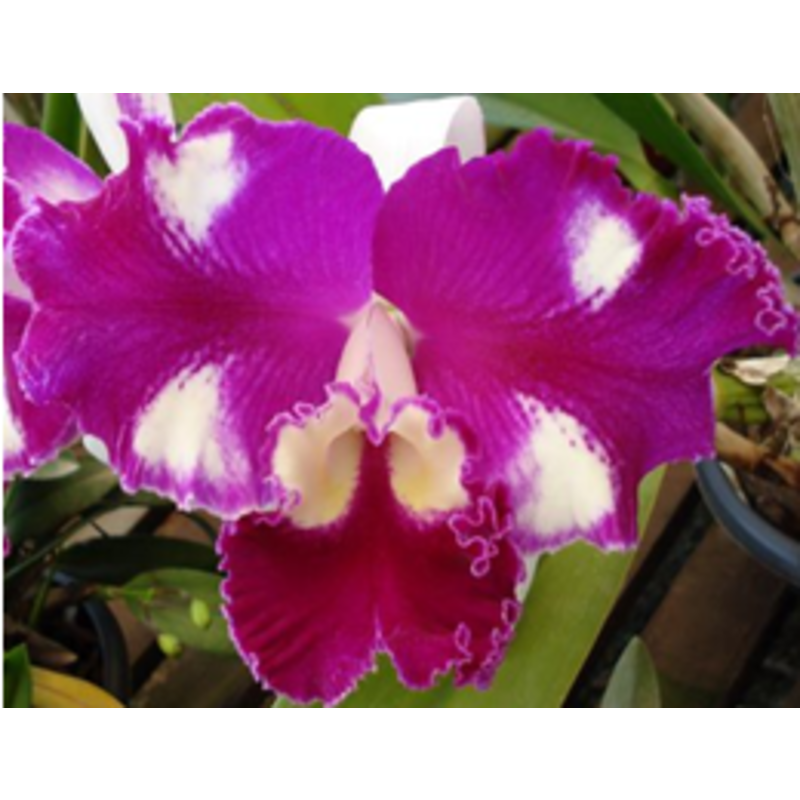 C. Memoria Doctor Peng x C. lueddemanniana