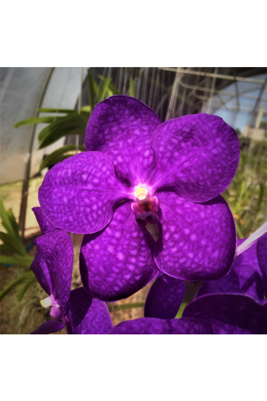 V. Patcharee Delight 'Royal'