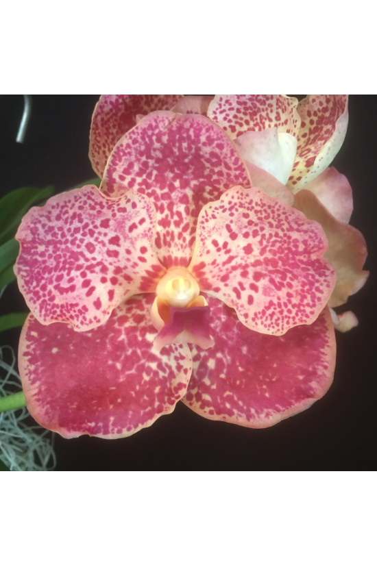 V. Soroa Cherry Bomb 'Pink'