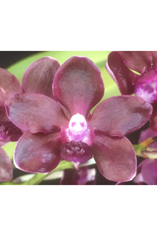 Van. Colmarie 'Orchid World'
