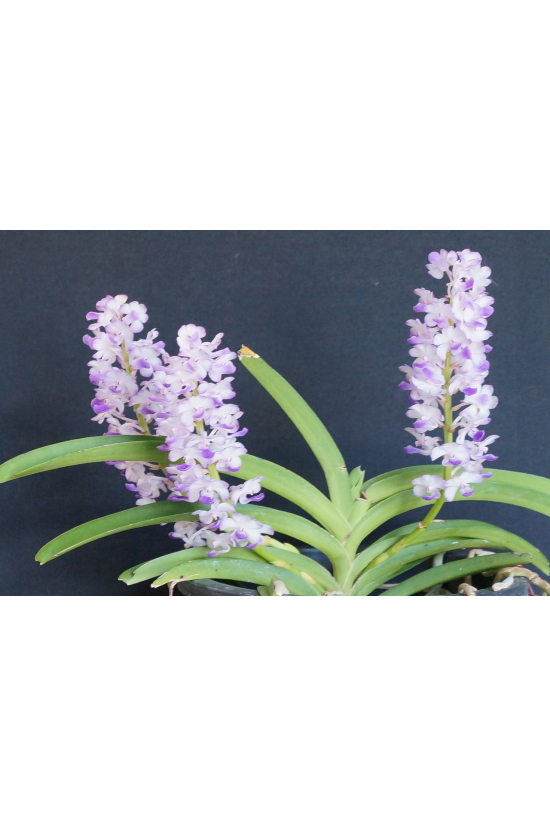 Rhy. coelistis 'Blue'