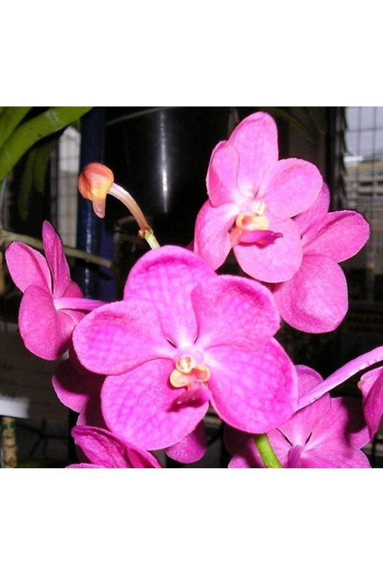 V. Manuvadee 'Pink'