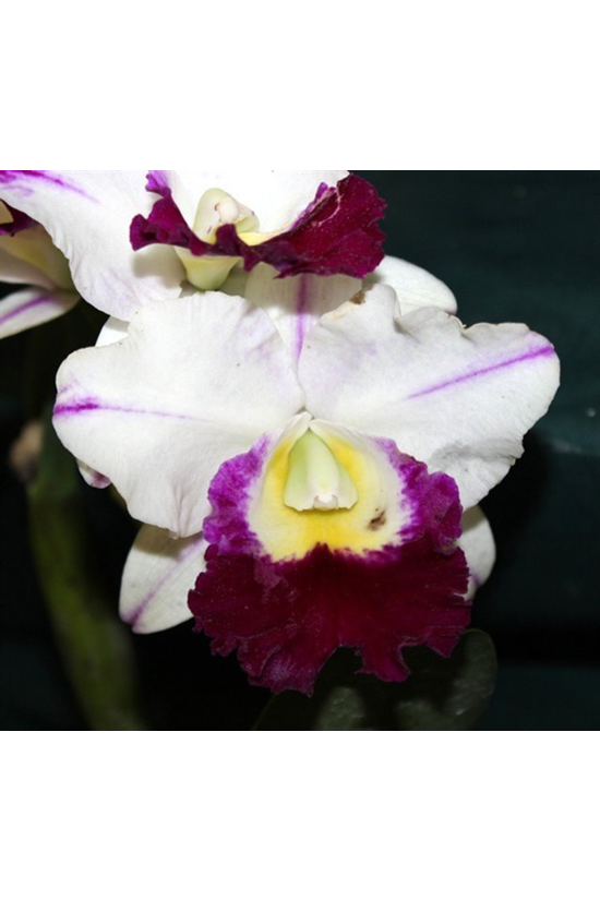 Rlc. Memoria Anna Balmores 'Carmela'