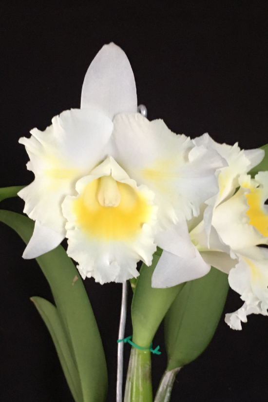 Rlc. Island Charm 'Blumen Insel'