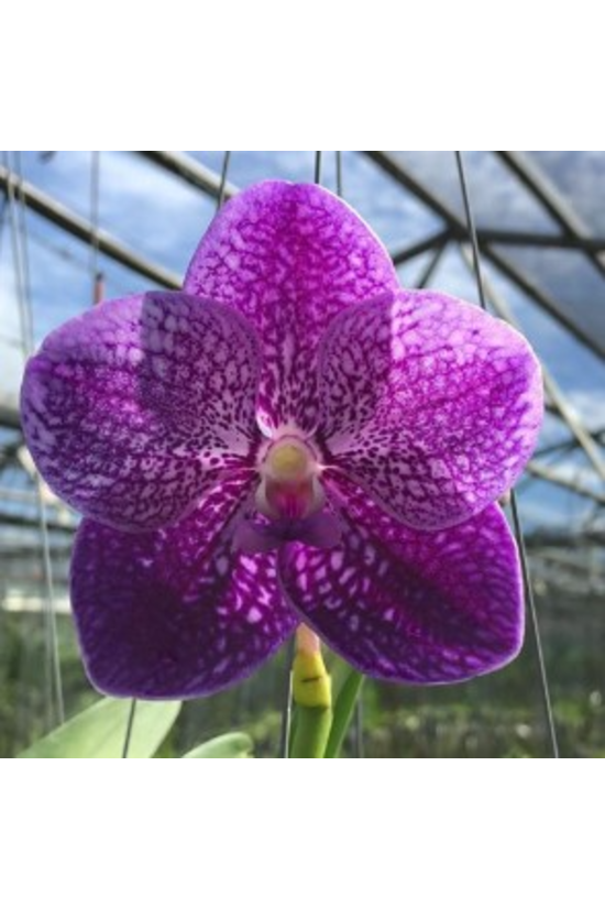 V. Vitawan 'Orchid World'