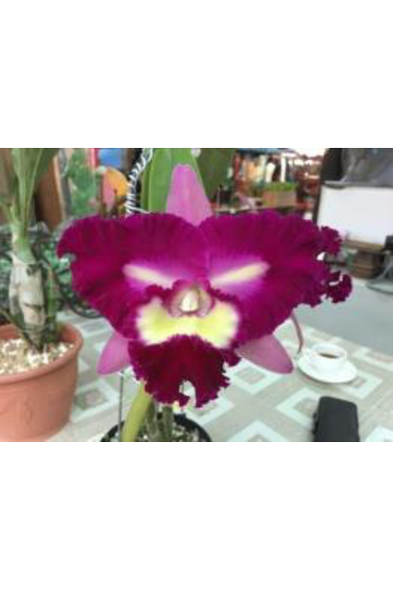 Rlc. Suzuki's Black Cat