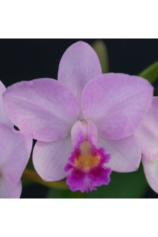Ctt. Japanese Beauty 'Sakura'