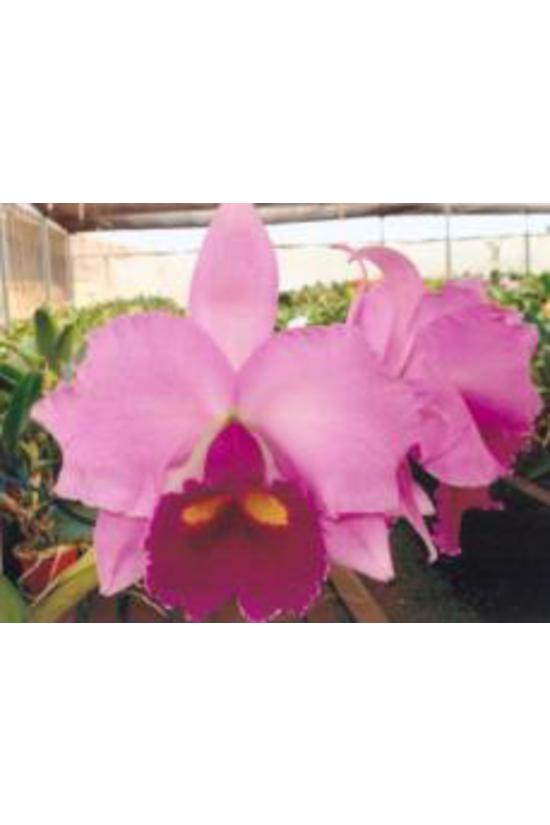 C. Irene Finney (1964)