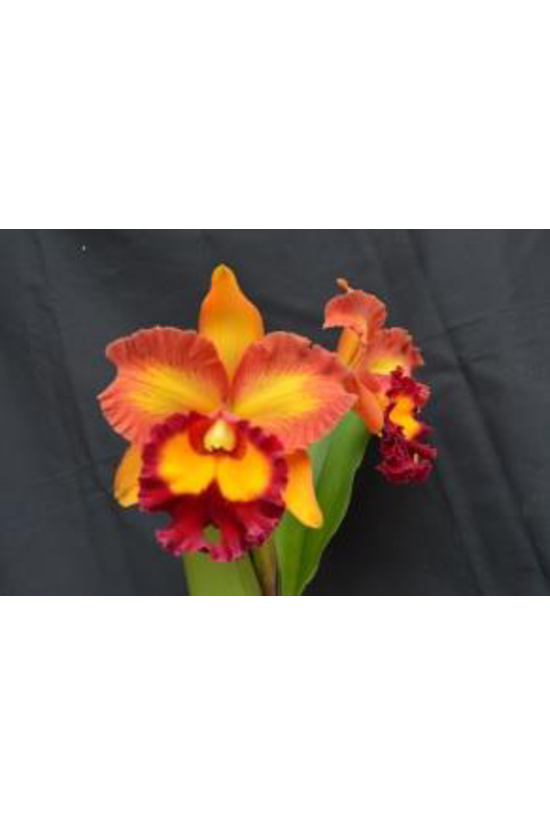 Rlc. Hsinying Joy ' Chief Wilson'