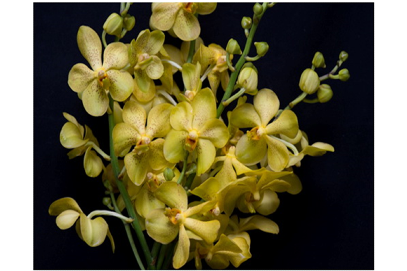 Aranda. Chao Praya Sunset