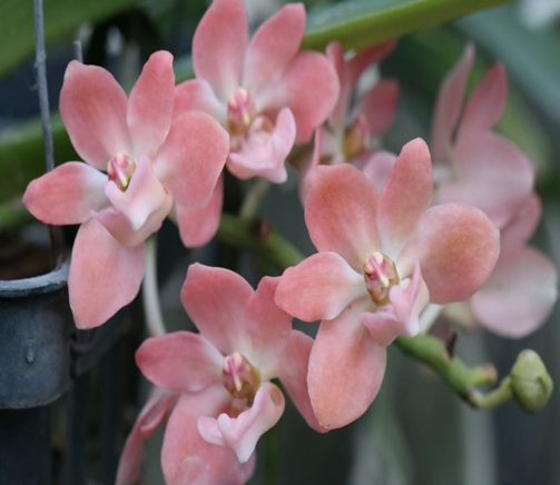 Rhy. gigantea 'Orange'