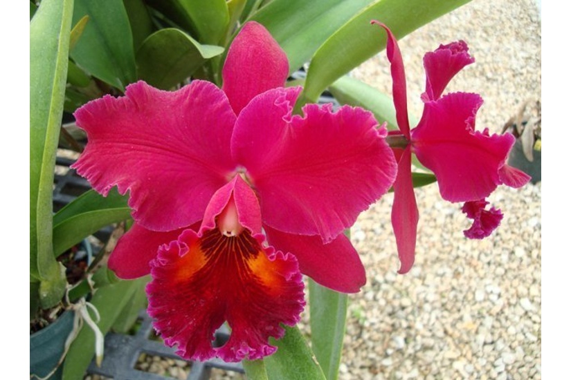 Rlc. Edisto 'Newberry'