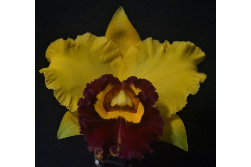 Feature image