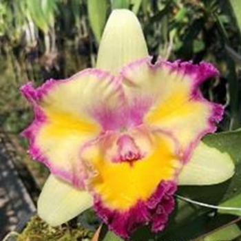 Rlc. Napha Valantine