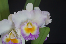 Rlc. California Girl 'Orchid Library'