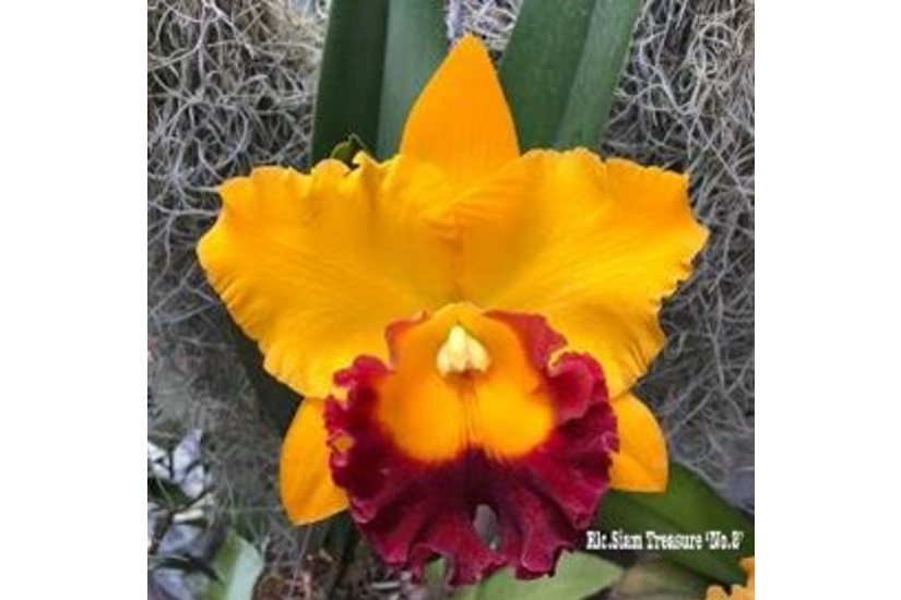 Rlc. Siam Treasure 'No 2'