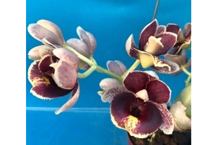 Fdk. After Hours 'SVO Heaven Scent' x Ctsm. Orchidglade 'JTM'