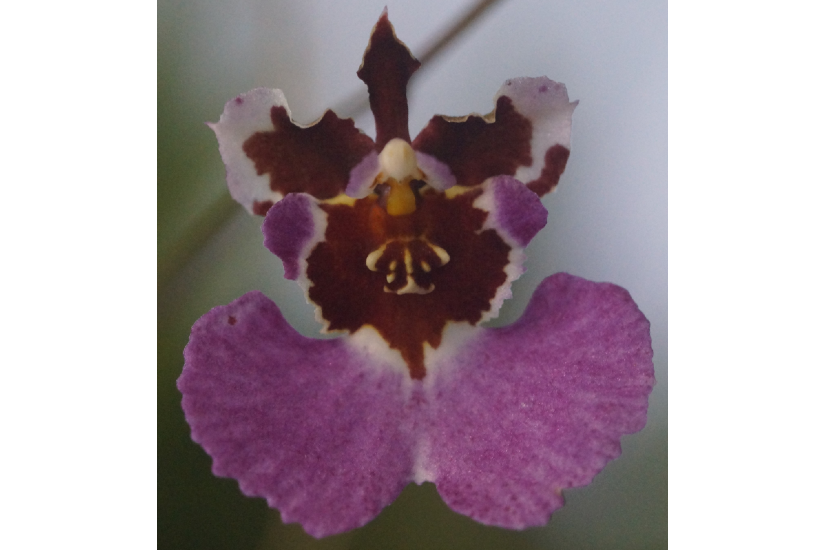 Rrm. Willowbank Wanted