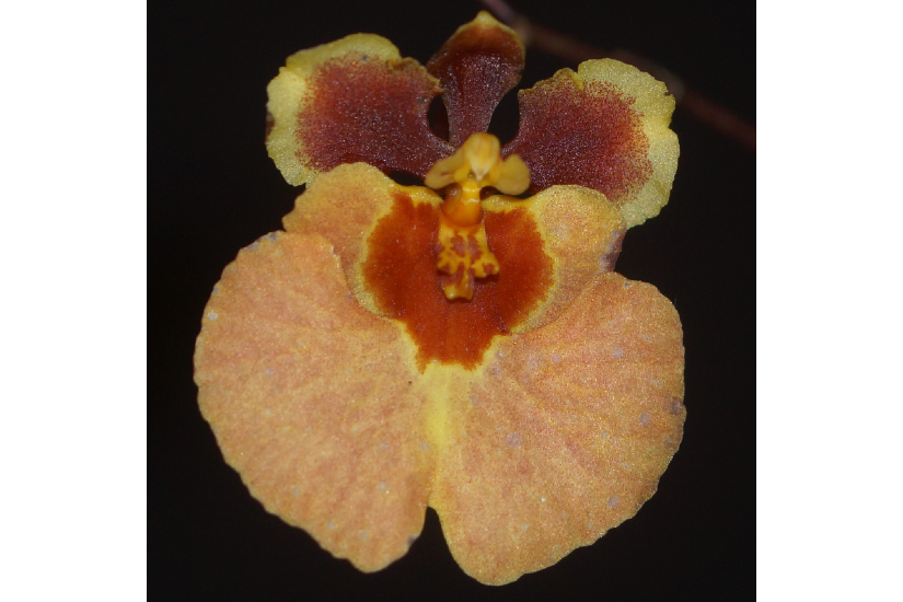 Tolu. Ky-Elle's Classic x Zlm. Liz 'Full Moon'