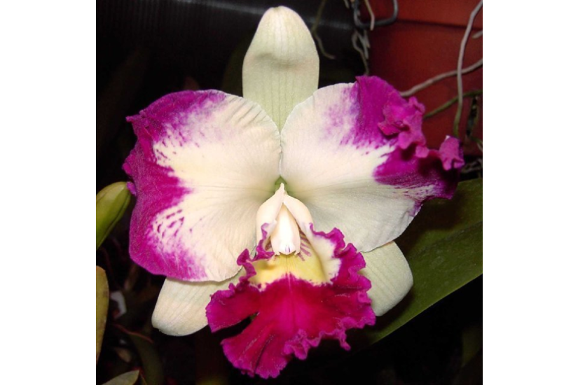 C. White Spark 'Love Crystal'