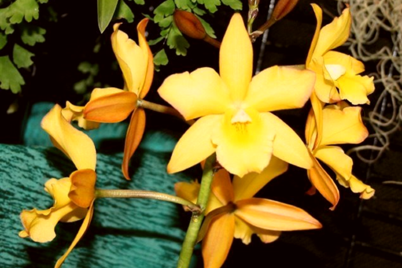 Jkf. Appleblossom 'Sun Dance'