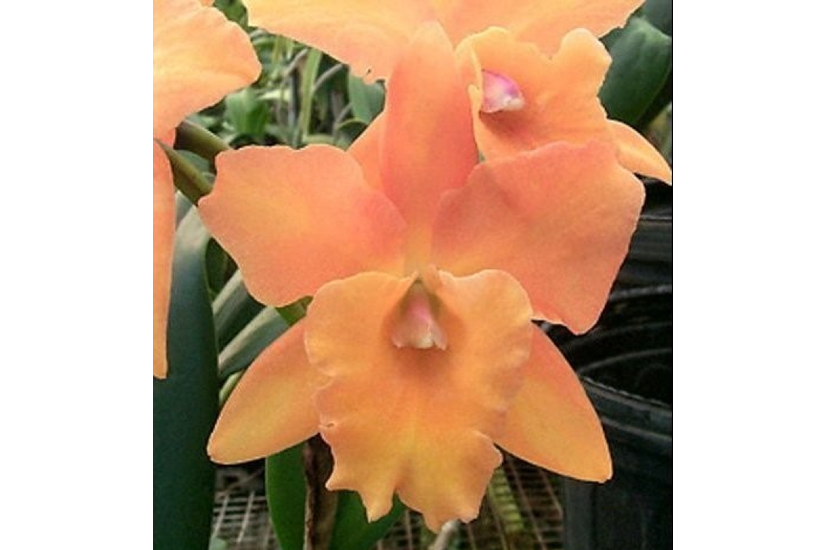 Rth. Bouton D'Or 'Orchis'