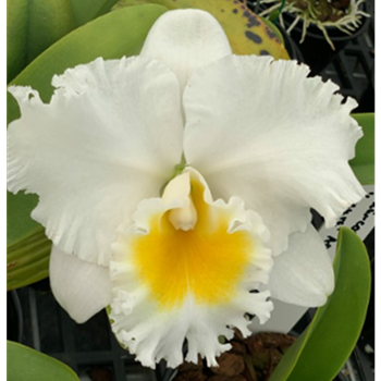 Rlc. Paradise Choice