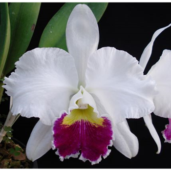 C. Mildred Rivers 'Orchid Library'