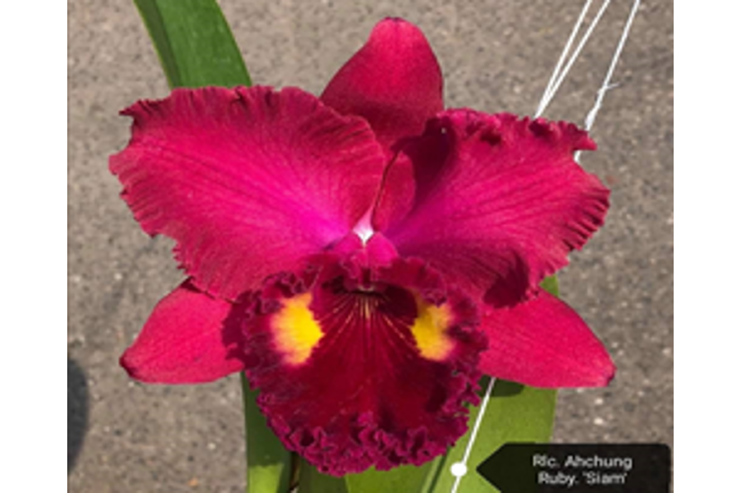 Rlc. Ahchung Ruby