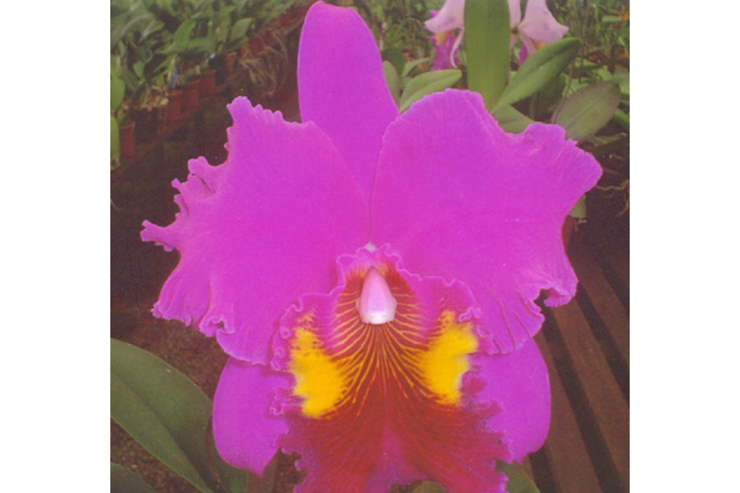 Rlc. Lucky Strike 'Gold Ring'