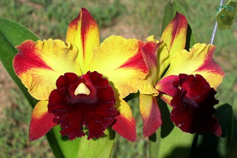 Rlc. Toshi Aoki 'Starburst'